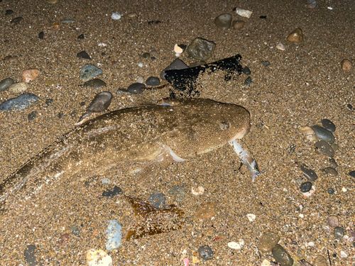 塩屋海岸（石川）