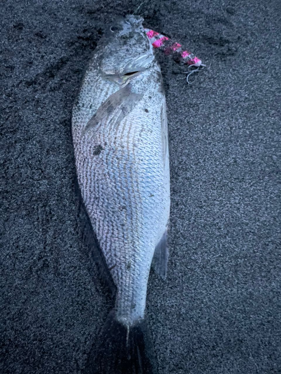 SHIMANO 17エクスセンス ∞ (インフィニティ) S1000ML/RFの最安値