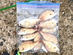 チャリコの釣果