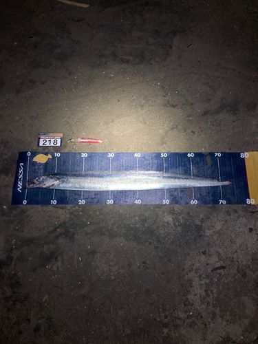 タチウオの釣果