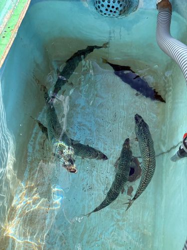 サバの釣果