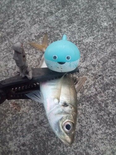 三陸海岸（岩手）