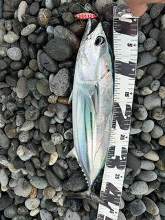カツオの釣果
