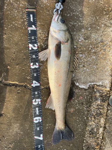 東京湾（アクアライン以北）