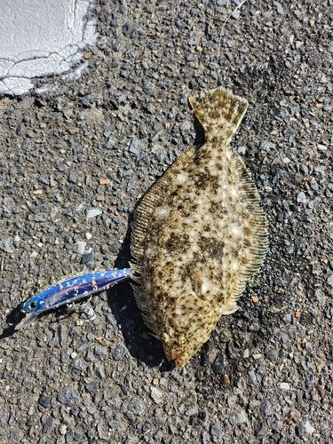 ヒラメの釣果