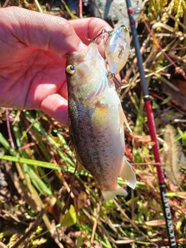 ラージマウスバスの釣果