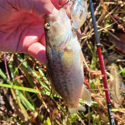 ラージマウスバス