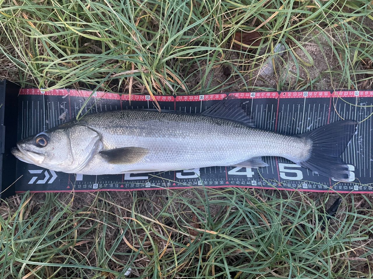 DAIWA 21シーバスハンター X 100M・Rの最安値・インプレ・釣果 | 本音