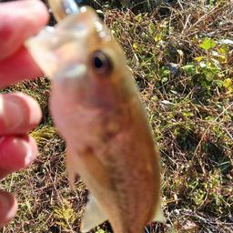 ラージマウスバス