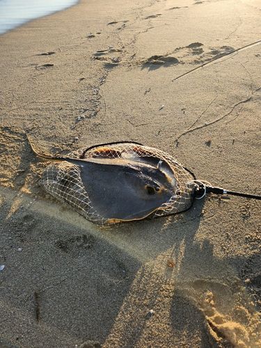 アカエイの釣果