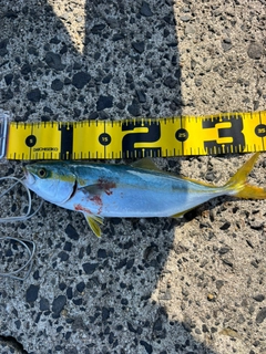 コゾクラの釣果