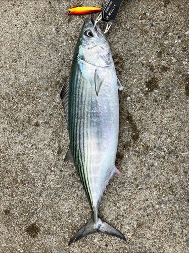 ハガツオの釣果