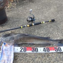 アメリカナマズ