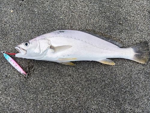 ニベの釣果