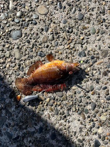 オハグロベラの釣果