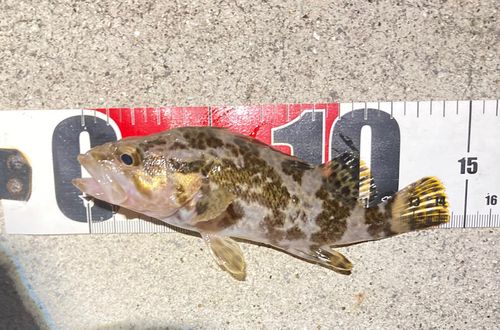 タケノコメバルの釣果