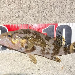 タケノコメバル