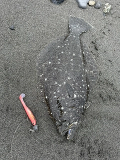 ヒラメの釣果