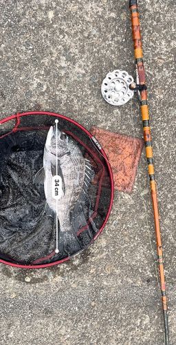 クロダイの釣果