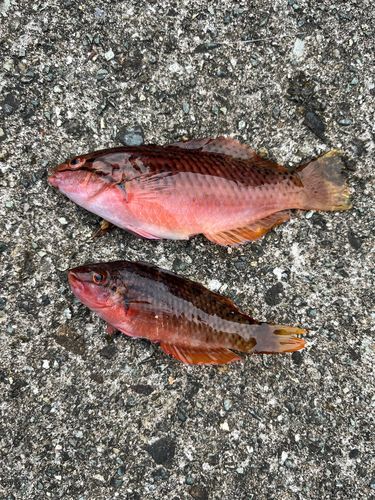 湯河原海浜公園