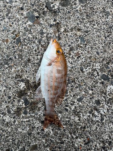 ハマフエフキの釣果