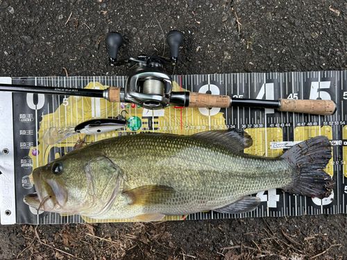 ブラックバスの釣果
