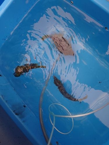 カワハギの釣果