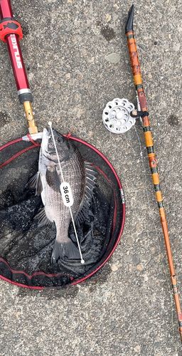 クロダイの釣果