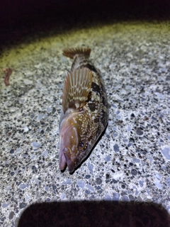 アイナメの釣果