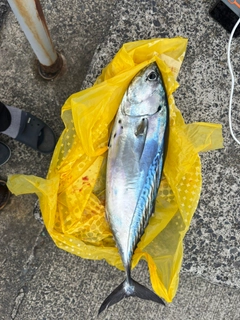 スマガツオの釣果