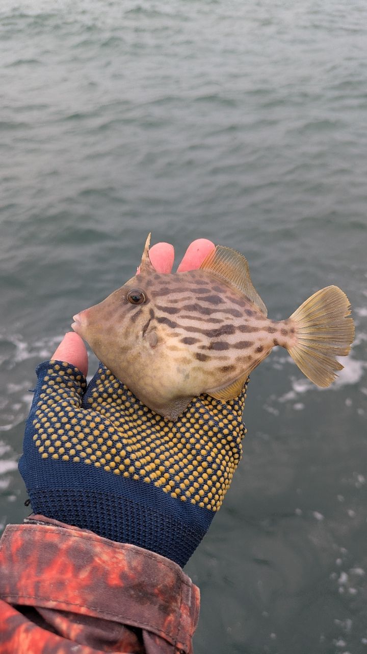 釣りか猫かさんの釣果 1枚目の画像