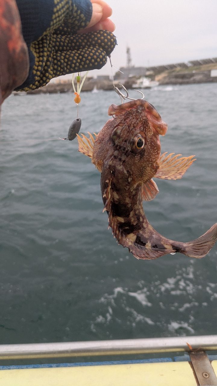 釣りか猫かさんの釣果 2枚目の画像