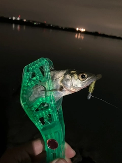 セイゴ（タイリクスズキ）の釣果