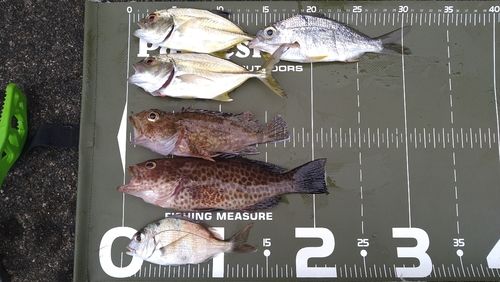 オオモンハタの釣果