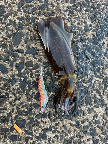 アオリイカの釣果