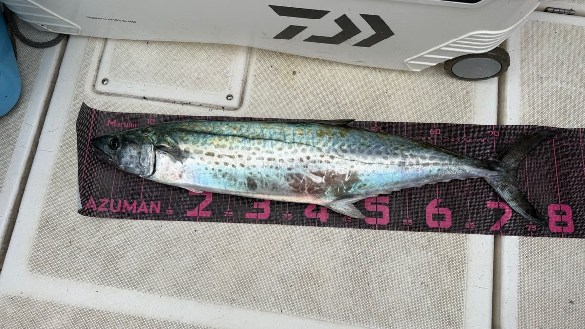 たなとも𓆛𓆜𓆝𓆞𓆟さんの釣果 3枚目の画像