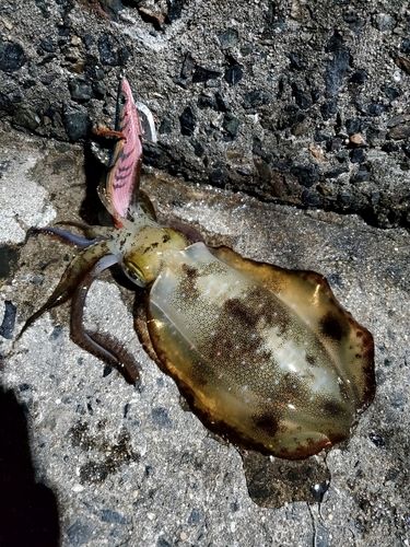 アオリイカの釣果