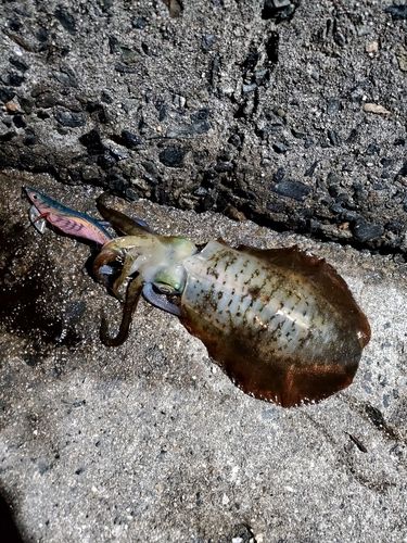 アオリイカの釣果