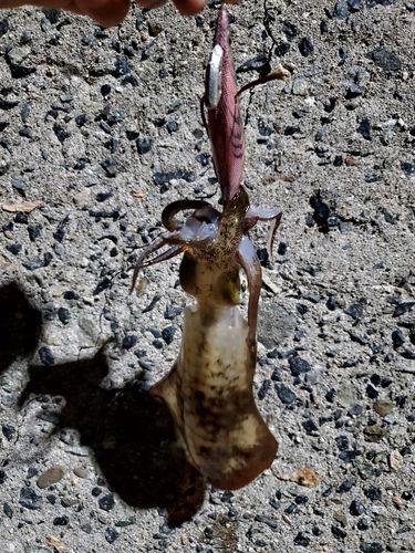 アオリイカの釣果