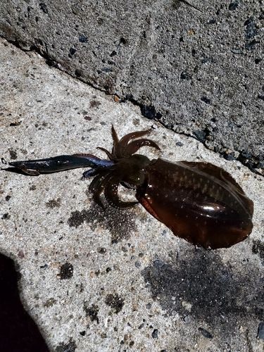 田之浦港（倉敷）