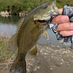 スモールマウスバス