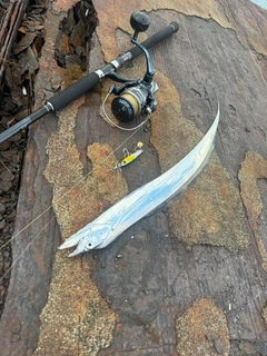 タチウオの釣果