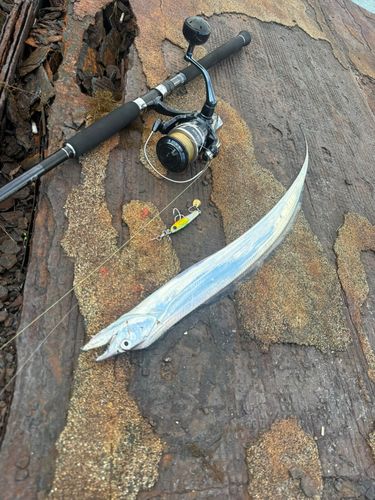 タチウオの釣果