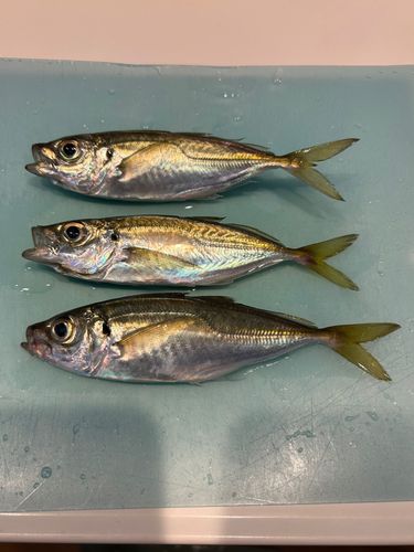 シーサイドコスモ釣り解放区