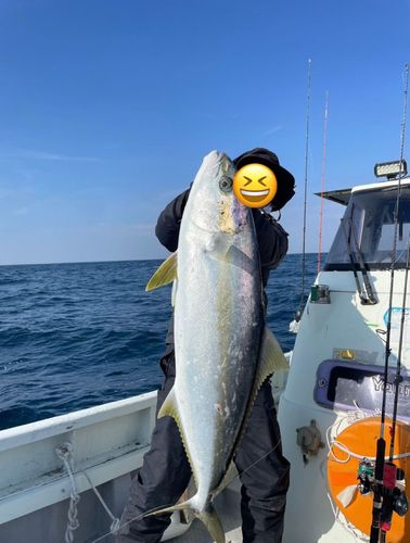 ヒラマサの釣果