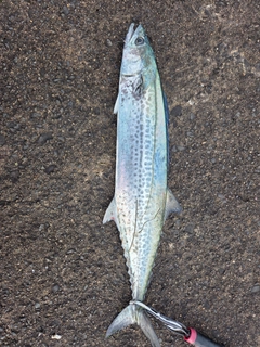 サワラの釣果