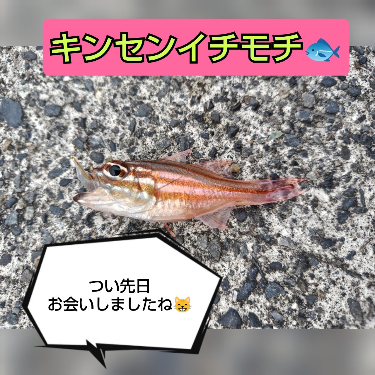 キンセンイシモチ