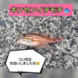 キンセンイシモチ