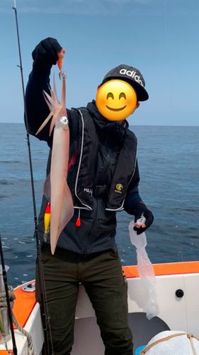 イカの釣果