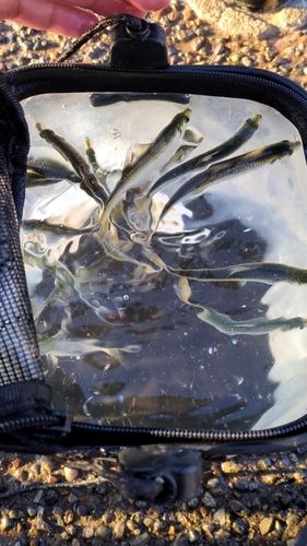 若洲海浜公園海釣り施設